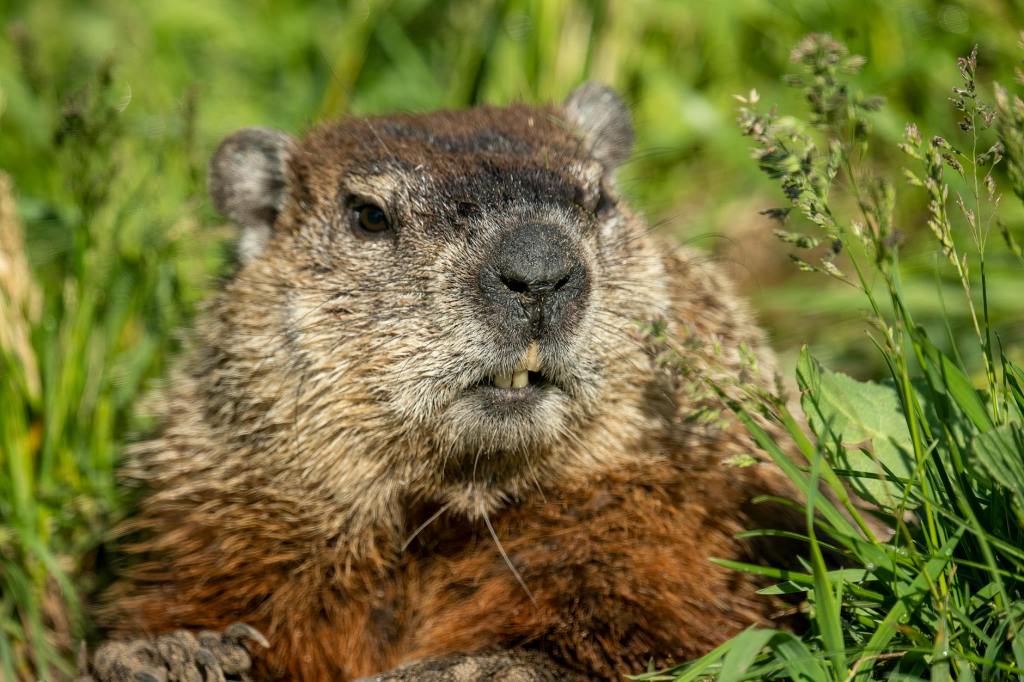 Happy Groundhog Day